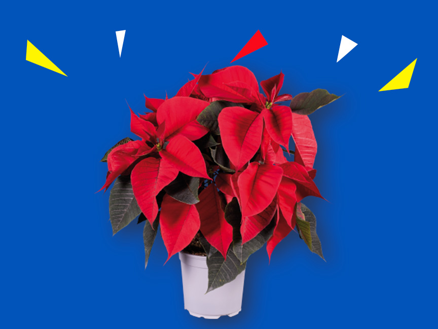 Plantas e Flores