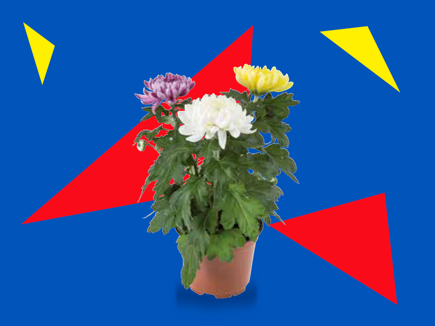 Plantas e Flores