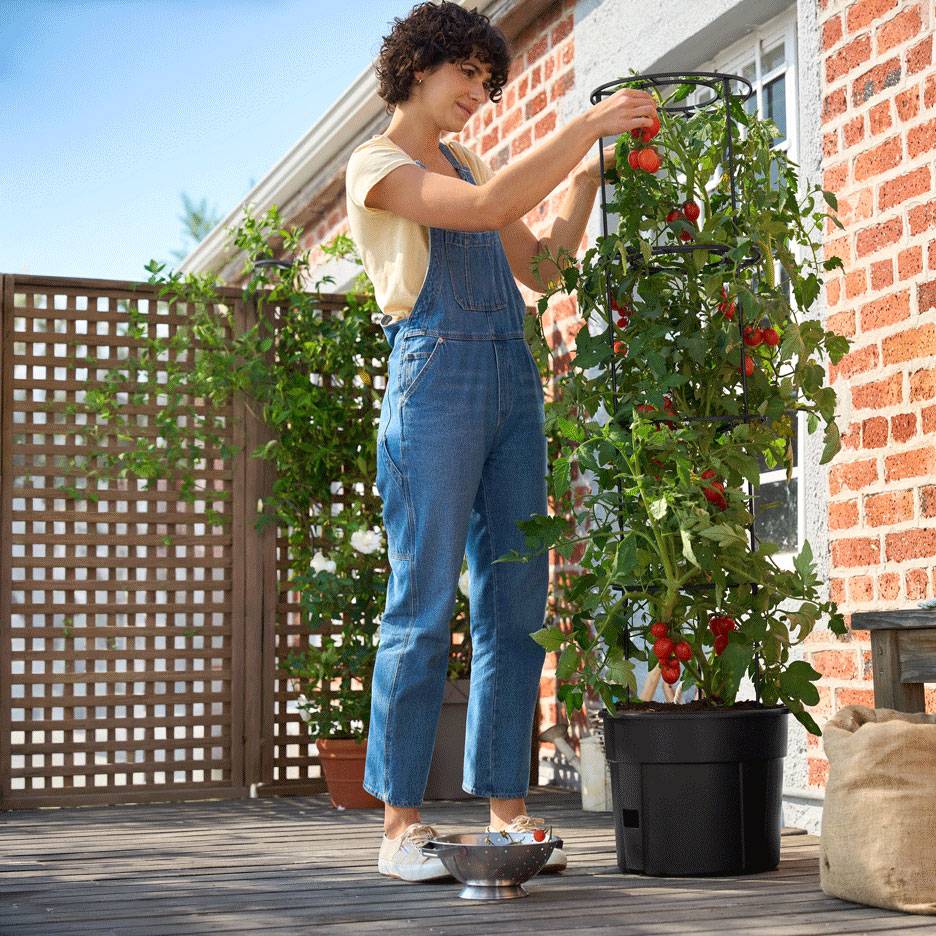 Mulher colhe tomates de uma planta alta num vaso auto-irrigável num deck.