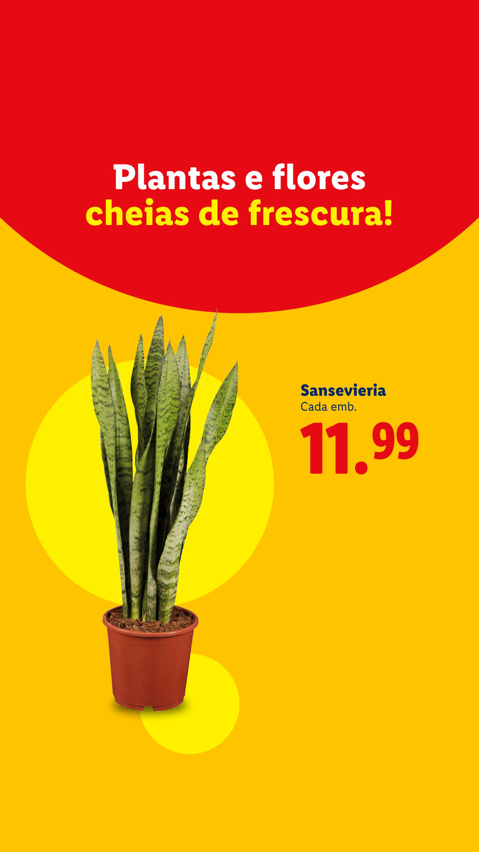 Plantas e flores cheias de frescura! Sansevieria em vaso, cada embalagem 11,99.