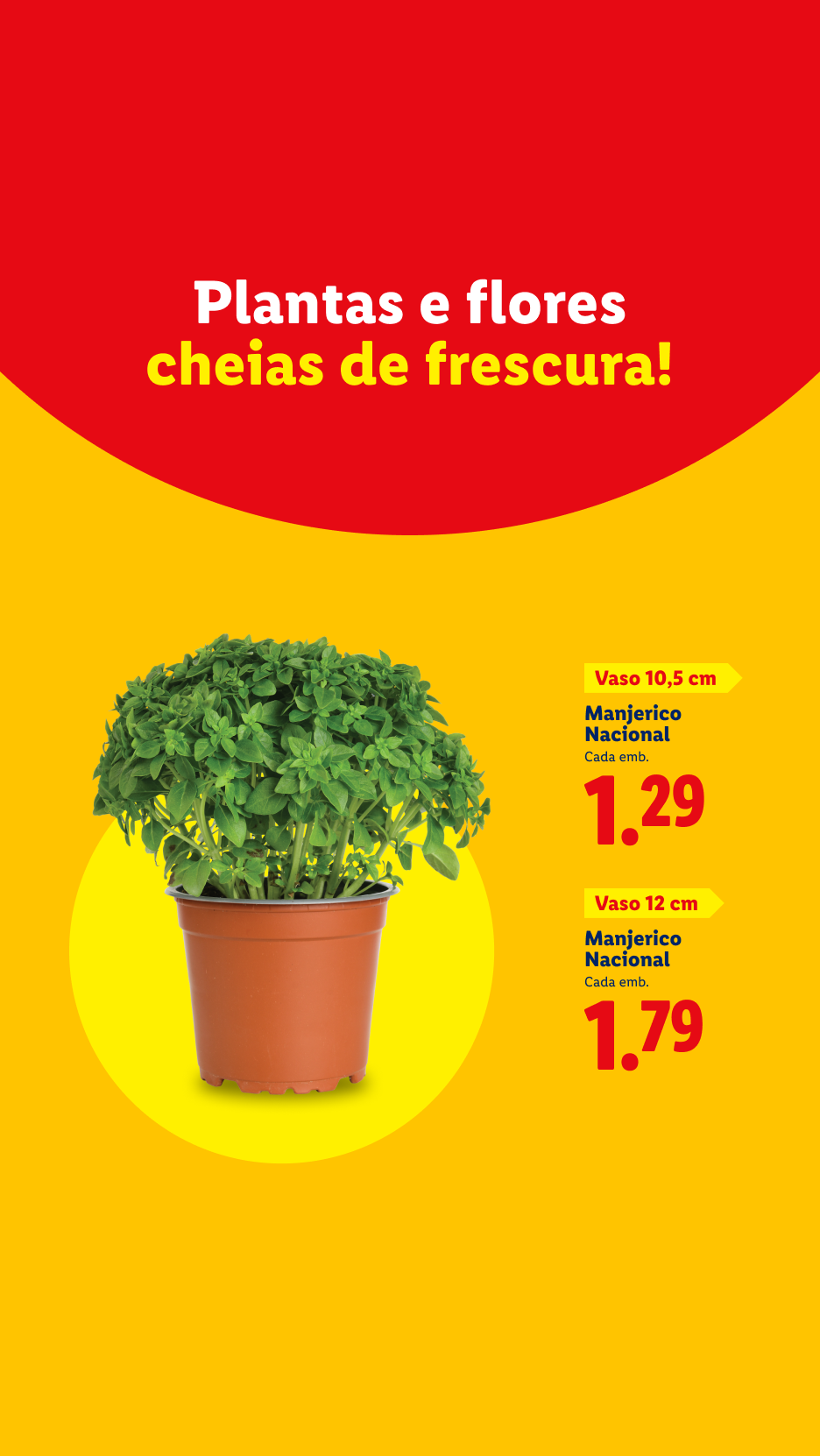 Anúncio de plantas e flores frescas, com manjerico nacional em vasos de 10,5 cm e 12 cm.