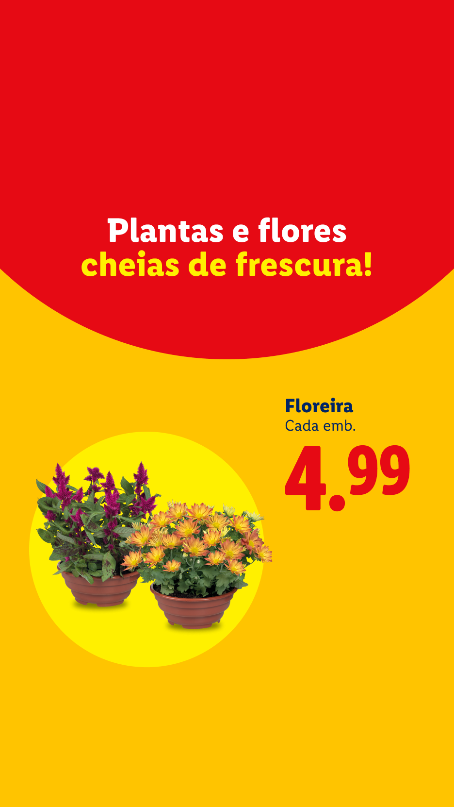 Plantas e flores cheias de frescura, com floreira a 4,99€ cada.