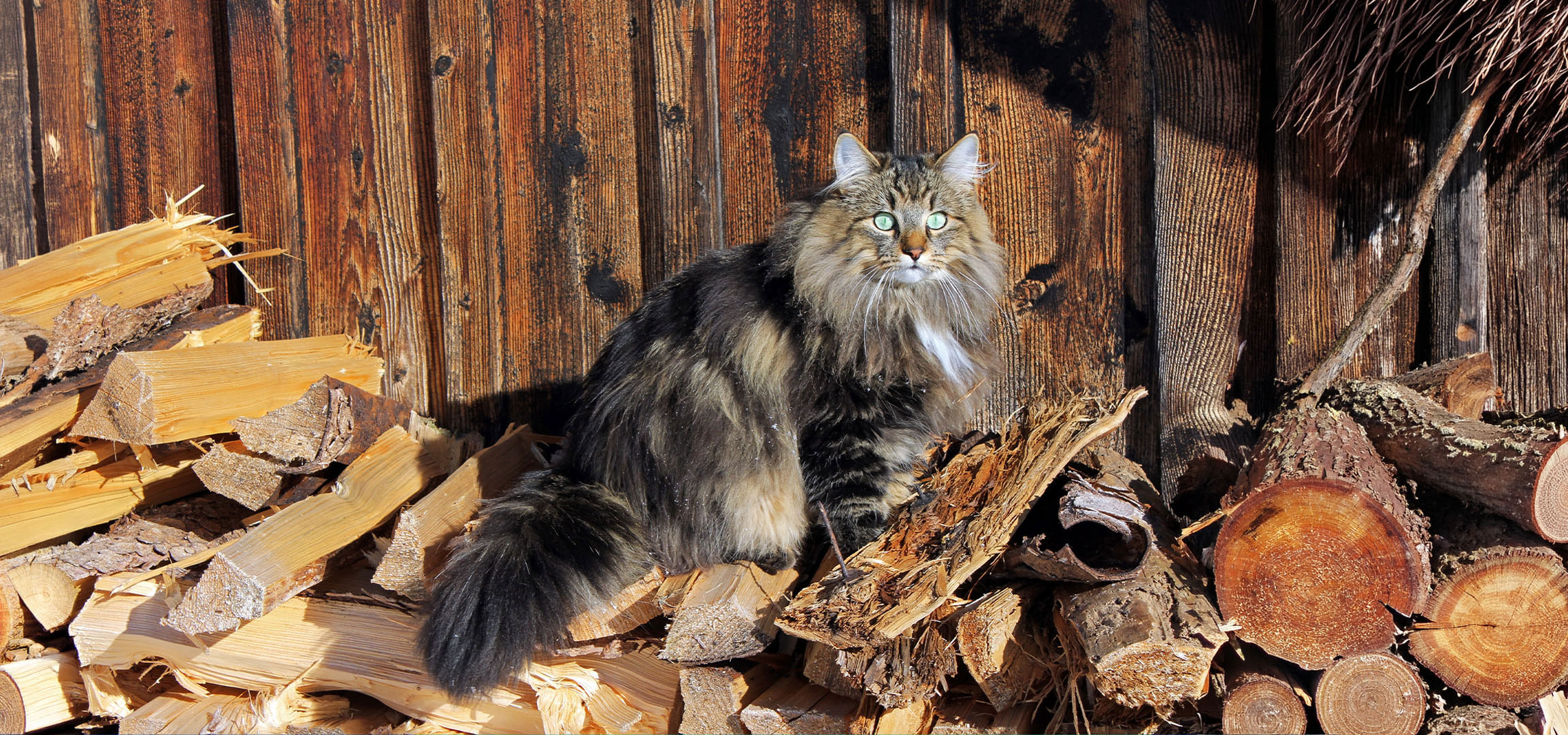 aiLabeling.aiLabelForImageAltText: Gato fofo com olhos verdes sentado numa pilha de lenha contra uma parede de madeira.
