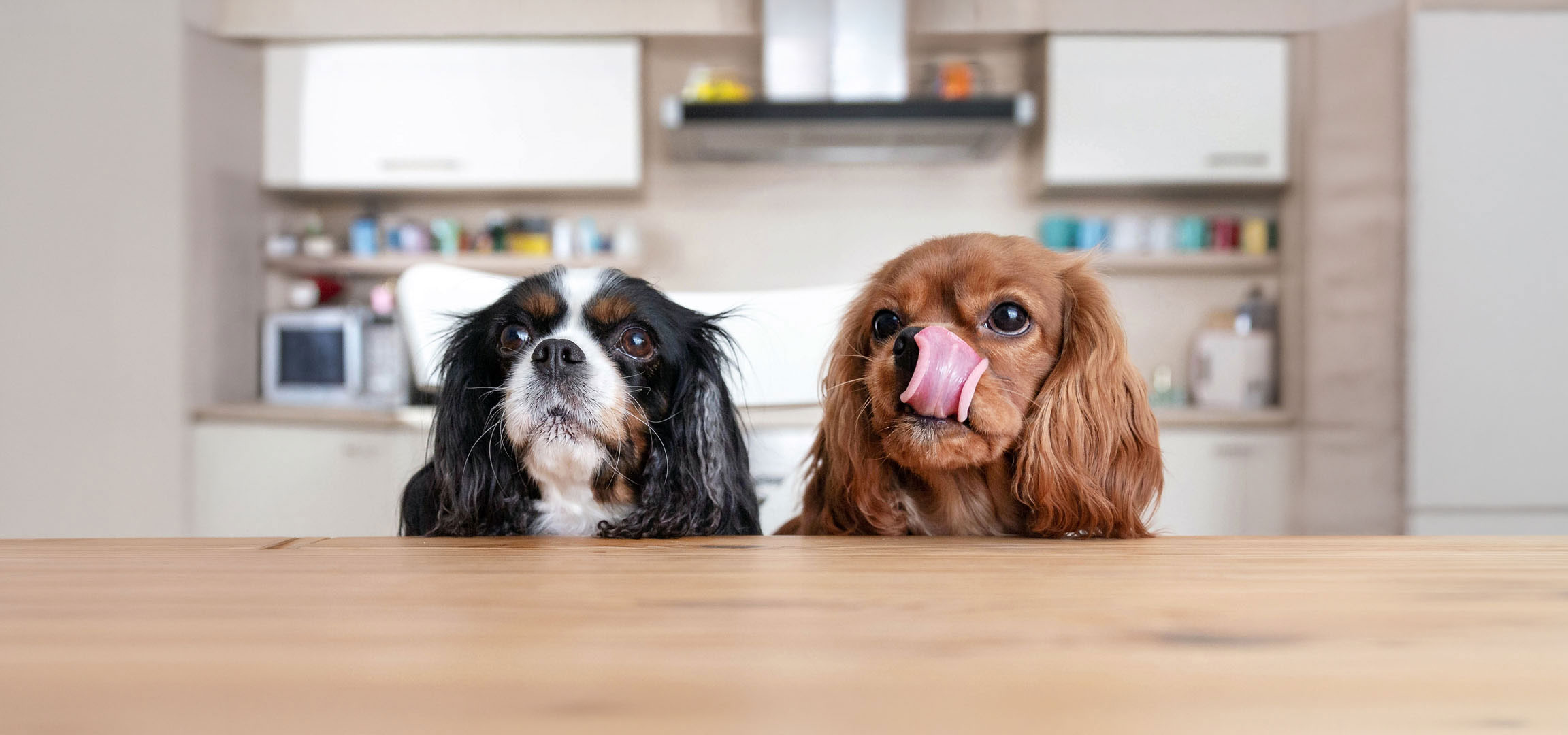 aiLabeling.aiLabelForImageAltText: Dois cães Cavalier King Charles Spaniel, um tricolor e um fulvo, a espreitar de uma mesa.