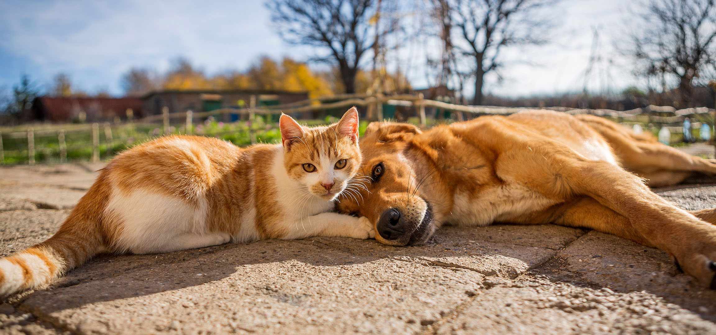 aiLabeling.aiLabelForImageAltText: Um gato e um cão a descansar ao sol num pátio pavimentado.
