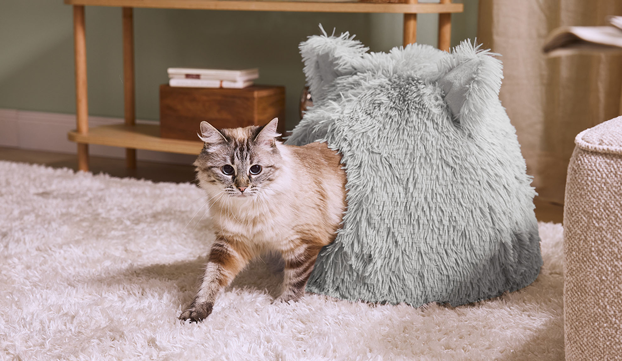 Gato a sair de uma cama cinzenta e fofa num tapete branco.