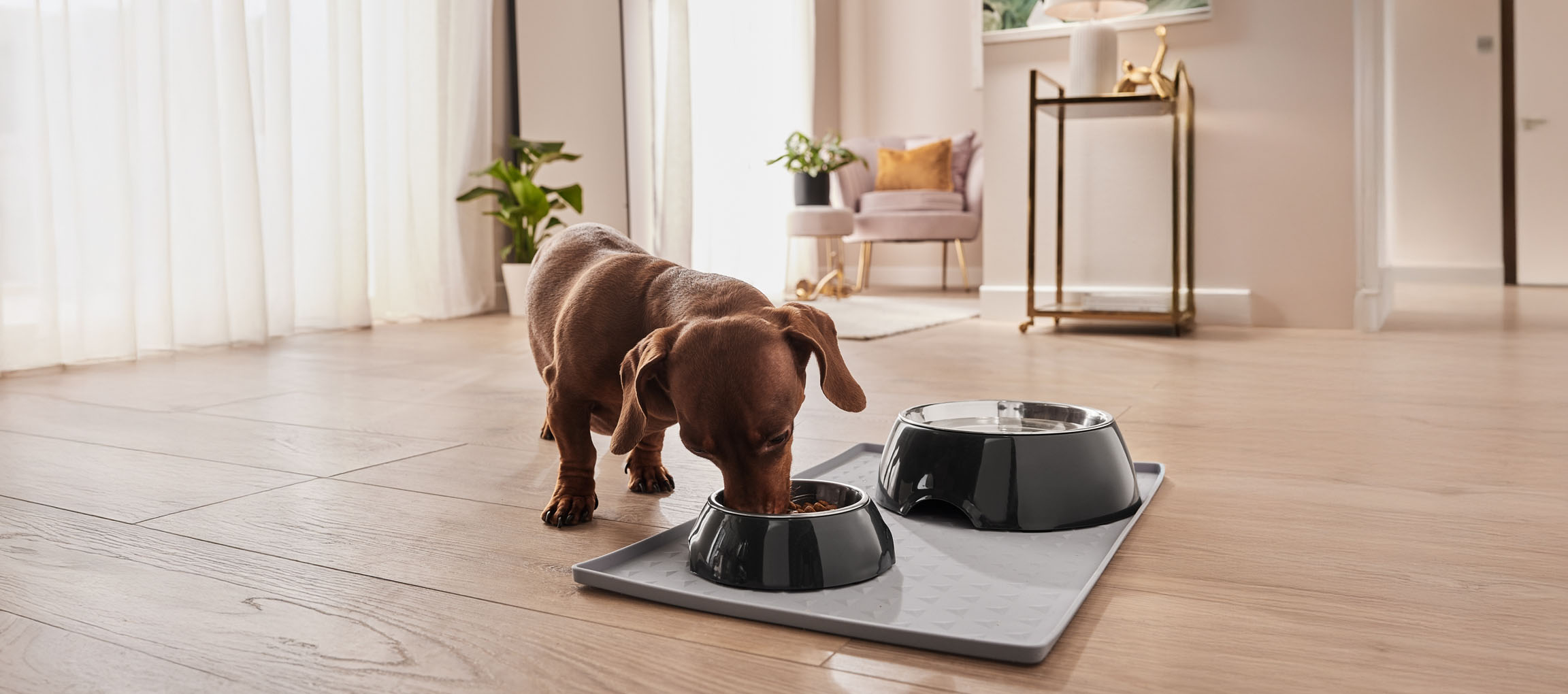 Um dachshund come de sua tigela elegante em um tapete protetor.