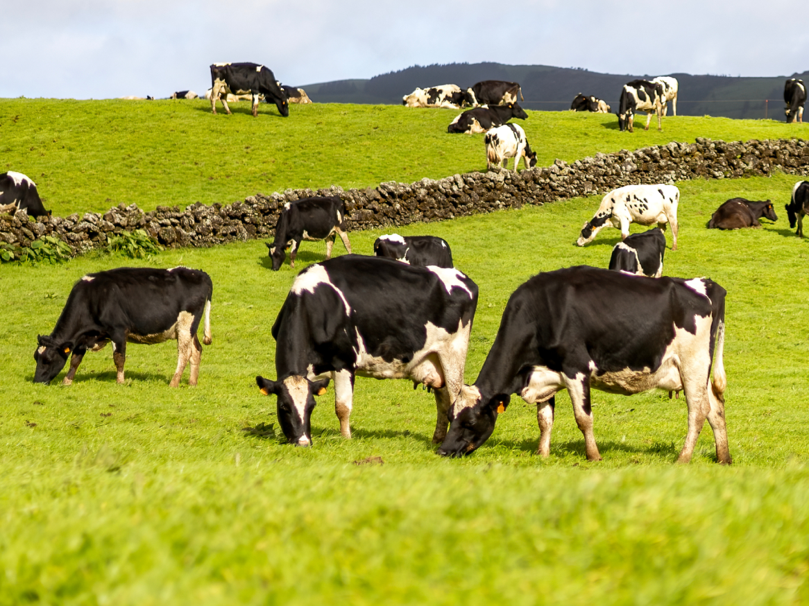 Várias vacas preto e branco pastam num campo verdejante.
