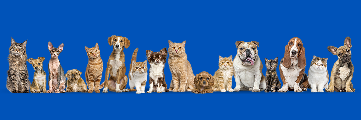 Alimentação de gatos e cães: de que forma deve ser feita?