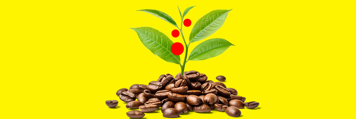 Porquê escolher cápsulas de café compostáveis