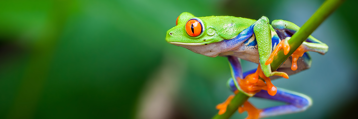 Um sapo-de-olhos-vermelhos colorido está sentado em um galho.