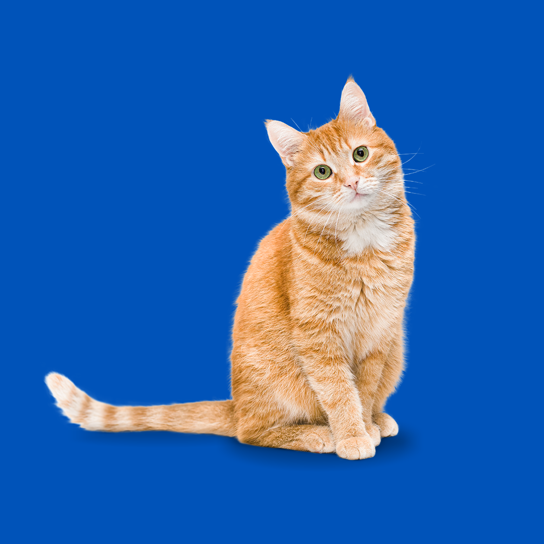 Alimentos que poderá oferecer ao seu gato: